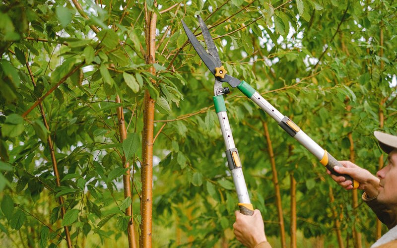 Tree trimming in Napoleonville, LA